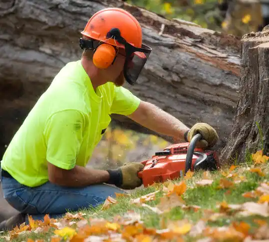 tree services East Rochester